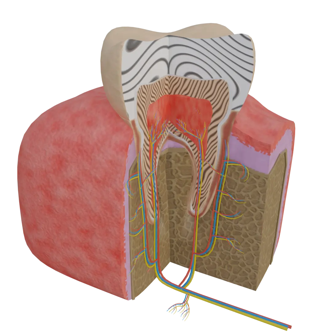 Anatomy Image 3
