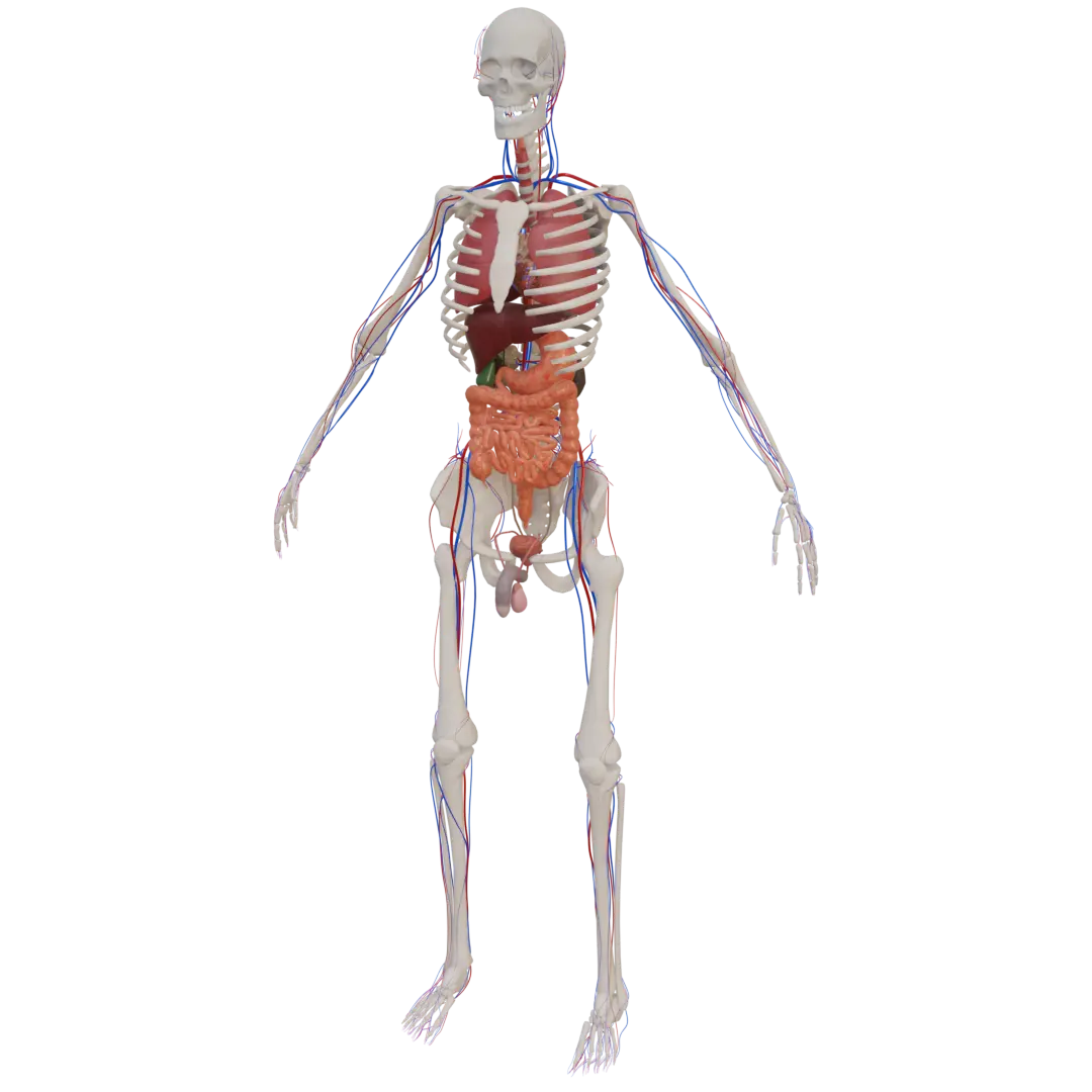 Anatomy image 1