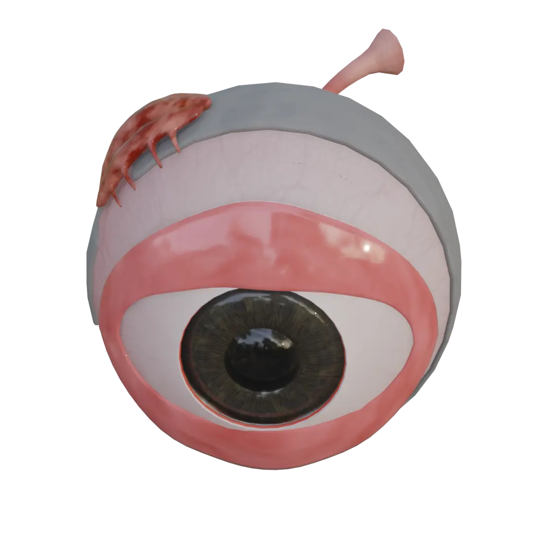 Anatomy image 2